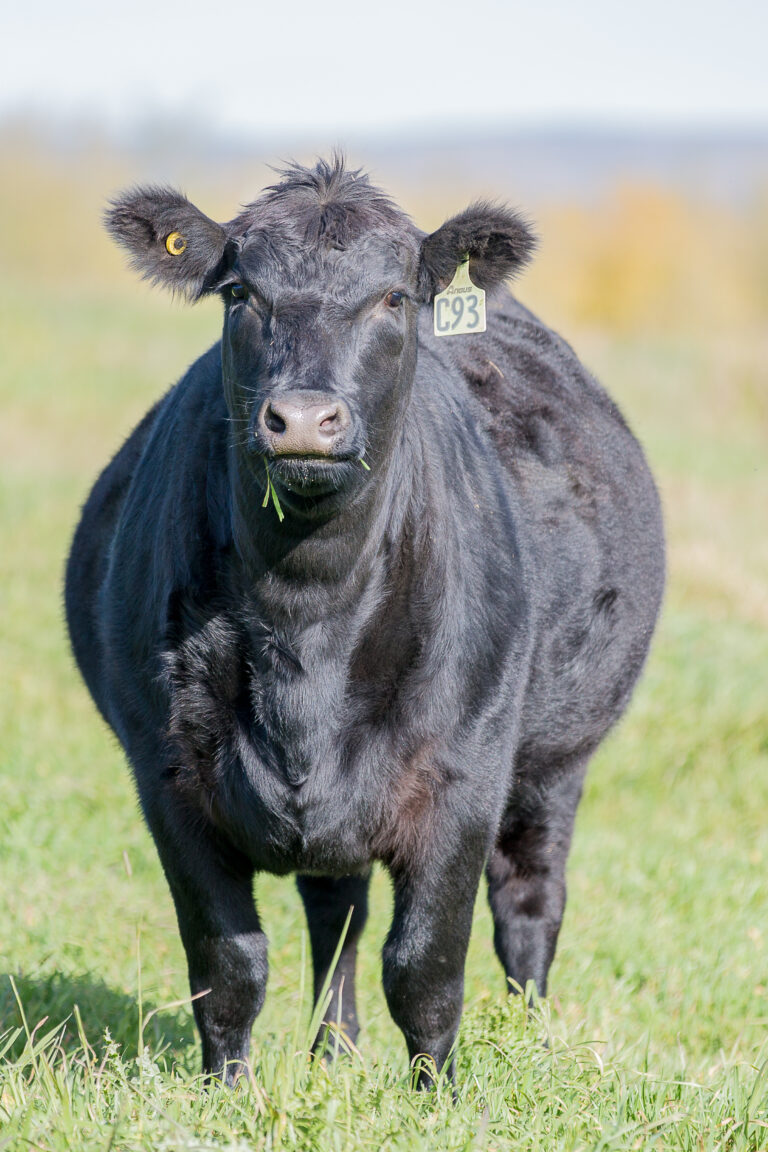 Cow on grass