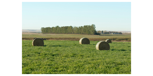 Alfalfa hay bales on pasture