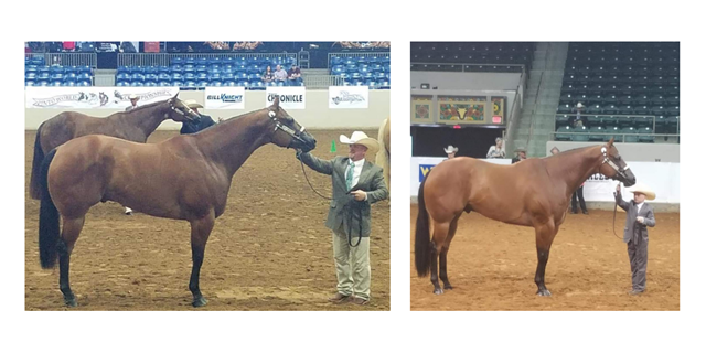 Chance and Corbyn each showing their horses