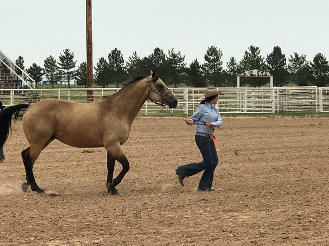 Gavin shows her horse in the ring