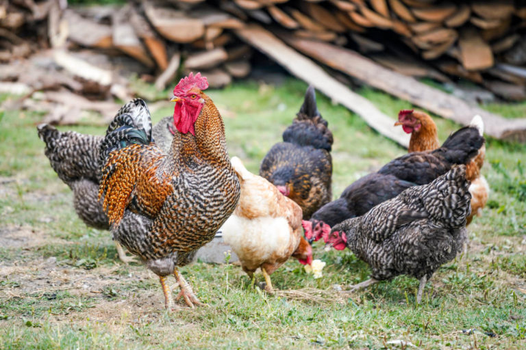 a small group of chickens