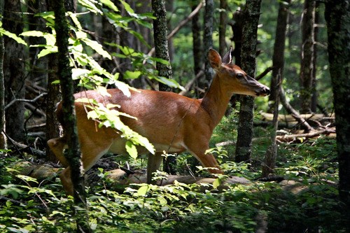 deer in the woods
