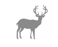 Deer Icon