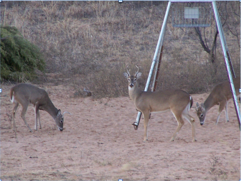 Deer around a feeder