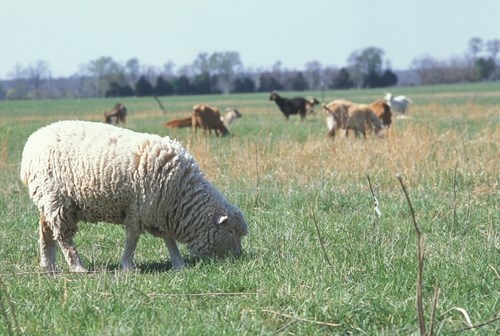 Sheep grazing on pasture