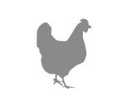 Chicken Icon