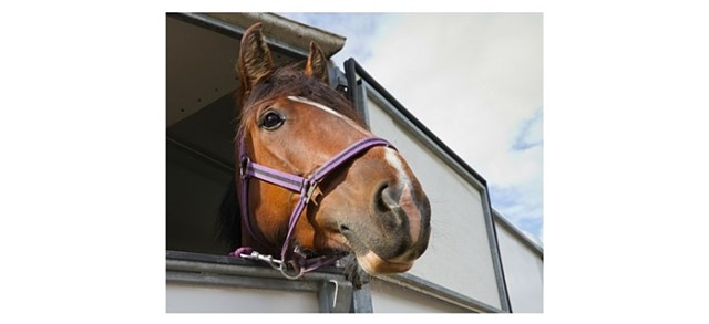 horse sticking it's head out of a trailer
