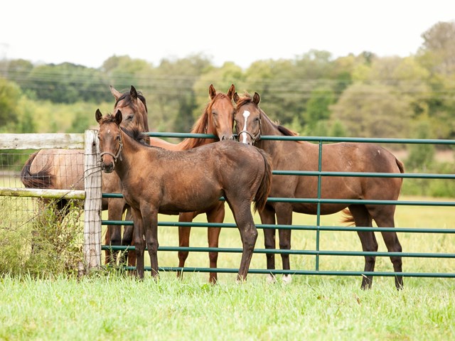Growing Strong Healthy Colts Hi Pro Feeds