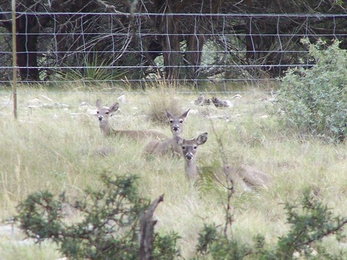 deer lying on grass in front of a fence