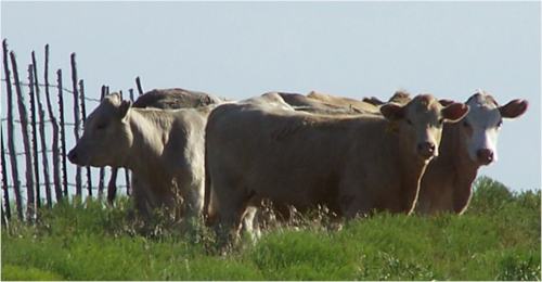 group of cows in front of a fence