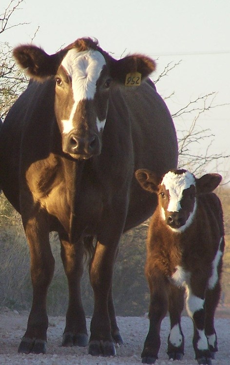 cow and calf