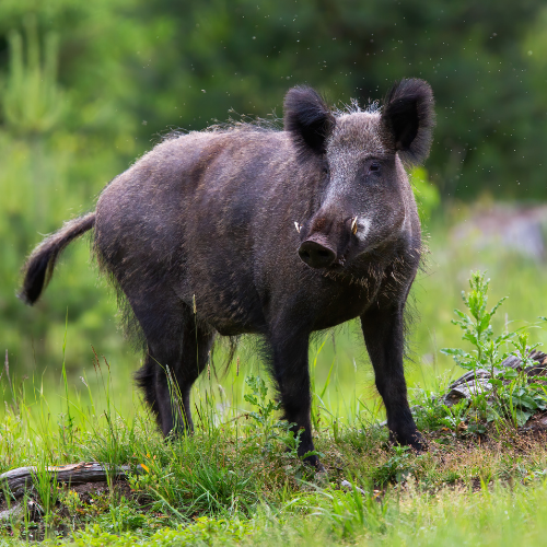Feral hog on grass